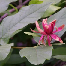 Load image into Gallery viewer, Calycanthus occidentalis - Spice Bush
