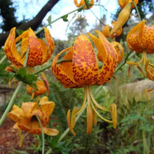 Load image into Gallery viewer, Lilium humboldtii - Humboldt Lily
