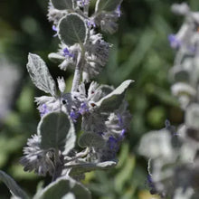 Load image into Gallery viewer, Condea emoryi 'Silver Lining' - Desert Lavender
