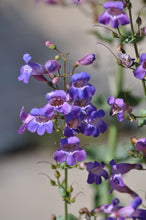 Load image into Gallery viewer, Penstemon spectabilis - Showy Penstemon
