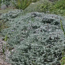 Load image into Gallery viewer, Corethrogyne filaginifolia 'Smart Aster' - Smart Aster Common Sand Aster
