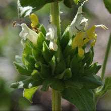Load image into Gallery viewer, Salvia spathacea 'Avis Keedy' - Avis Keedy Hummingbird Sage
