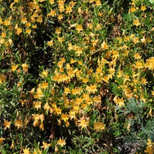 Load image into Gallery viewer, Diplacus grandiflorus - Bush Monkeyflower
