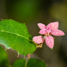 Load image into Gallery viewer, Quercus agrifolia - Coast Live Oak
