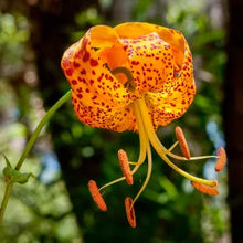 Load image into Gallery viewer, Lilium humboldtii - Humboldt Lily
