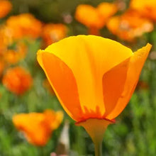 Load image into Gallery viewer, Eschscholzia californica - California Poppy
