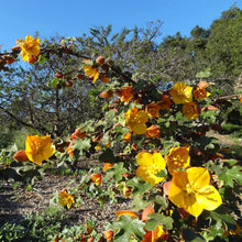 Load image into Gallery viewer, Fremontodendron 'Dara's Gold' - Dara's Gold Flannelbush

