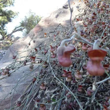Load image into Gallery viewer, Aristolochia californica - California Pipevine
