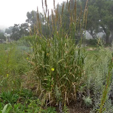 Load image into Gallery viewer, Elymus condensatus - Giant Wild Rye
