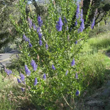 Load image into Gallery viewer, Ceanothus cyaneus - San Diego Ceanothus

