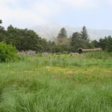 Load image into Gallery viewer, Elymus triticoides - Creeping Wild Rye

