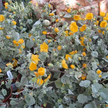 Load image into Gallery viewer, Abutilon palmeri - Palmer's Indian Mallow
