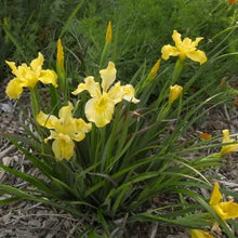 Load image into Gallery viewer, Iris 'Canyon Sunshine' (SBBG)
