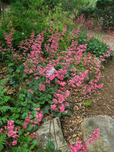 Load image into Gallery viewer, Heuchera 'Canyon Pink' - Canyon Pink Coral Bells
