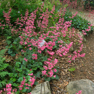 Heuchera 'Canyon Pink' - Canyon Pink Coral Bells