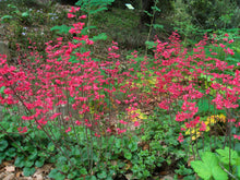 Load image into Gallery viewer, Heuchera 'Canyon Delight' - Canyon Delight Coral Bells
