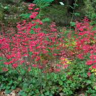 Heuchera 'Canyon Delight' - Canyon Delight Coral Bells
