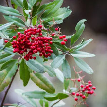 Load image into Gallery viewer, Heteromeles arbutifolia - Toyon
