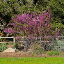 Load image into Gallery viewer, Cercis occidentalis - Western Redbud
