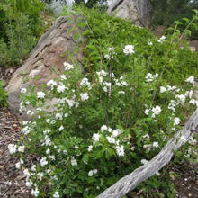 Load image into Gallery viewer, Philadelphus lewisii - Mock Orange
