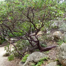 Load image into Gallery viewer, Arctostaphylos refugioensis - Refugio Manzanita
