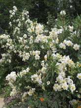 Load image into Gallery viewer, Carpenteria californica - Bush Anemone
