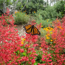 Load image into Gallery viewer, Heuchera 'Santa Ana Cardinal' - Santa Ana Cardinal Coral Bells

