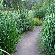 Load image into Gallery viewer, Elymus condensatus - Giant Wild Rye
