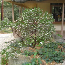 Load image into Gallery viewer, Arctostaphylos densiflora 'Howard McMinn' - Howard McMinn Manzanita
