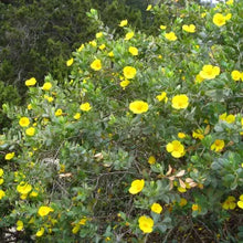 Load image into Gallery viewer, Dendromecon harfordii - Channel Islands Bush Poppy
