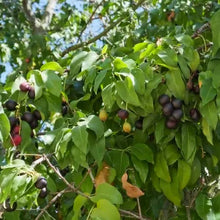 Load image into Gallery viewer, Prunus ilicifolia ssp. lyonii - Catalina Cherry
