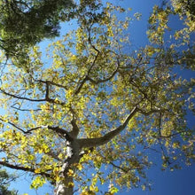 Load image into Gallery viewer, Platanus racemosa - Western Sycamore
