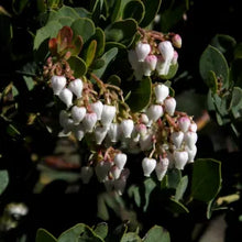 Load image into Gallery viewer, Arctostaphylos glauca 'Canyon Blush' - Canyon Blush Bigberry Manzanita
