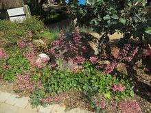 Load image into Gallery viewer, Heuchera 'Wendy' - Wendy Coral Bells
