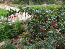 Load image into Gallery viewer, Ribes speciosum - Fuchsia Flowering Gooseberry
