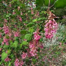 Load image into Gallery viewer, Ribes sanguineum - Red Flowering Currant
