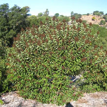 Load image into Gallery viewer, Malosma laurina - Laurel Sumac
