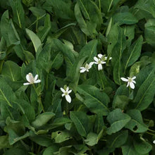 Load image into Gallery viewer, Anemopsis californica - Yerba Mansa
