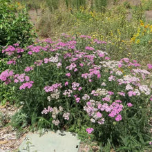 Load image into Gallery viewer, Achillea millefolium 'Island Pink' - Island Pink Yarrow
