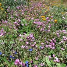 Load image into Gallery viewer, Clarkia amoena - Farewell to Spring
