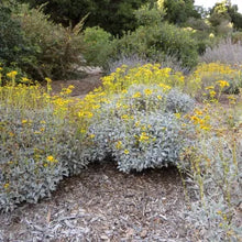 Load image into Gallery viewer, Encelia farinosa - Brittlebush
