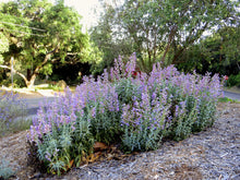 Load image into Gallery viewer, Penstemon spectabilis - Showy Penstemon
