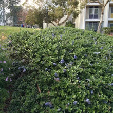 Load image into Gallery viewer, Ceanothus thyrsiflorus var. griseus 'Yankee Point' - Yankee Point Ceanothus
