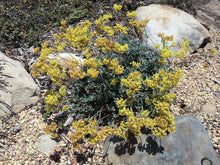 Load image into Gallery viewer, Eriogonum umbellatum - Sulphur Buckwheat
