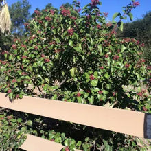 Load image into Gallery viewer, Rhus ovata - Sugar Bush
