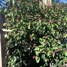 Load image into Gallery viewer, Rhus ovata - Sugar Bush
