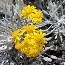 Load image into Gallery viewer, Senecio palmeri ‘Silver and Gold’ - Silver and Gold Guadalupe Island Senecio
