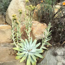 Load image into Gallery viewer, Dudleya traskiae - Santa Barbara Island Liveforever
