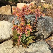 Load image into Gallery viewer, Dudleya cymosa - Canyon Liveforever

