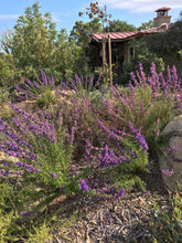 Load image into Gallery viewer, Trichostema lanatum - Woolly Blue Curls
